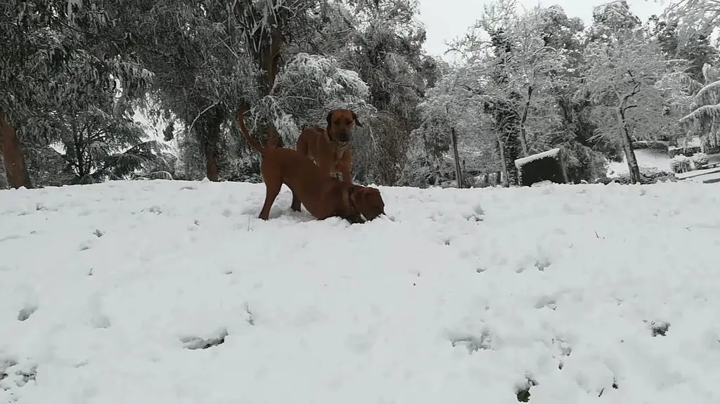 neve ridgebackroma 2