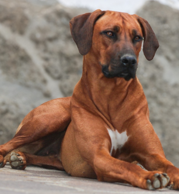 Allevamento di Rhodesian Ridgeback Roma