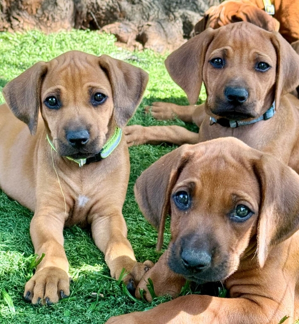 Cucciolate di Rhodesian Ridgeback Roma